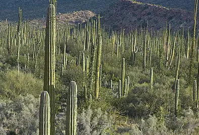 El Valle de Los Cirios, en Baja California, es área protegida.